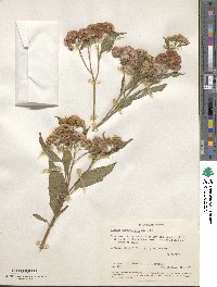 Pluchea purpurascens image