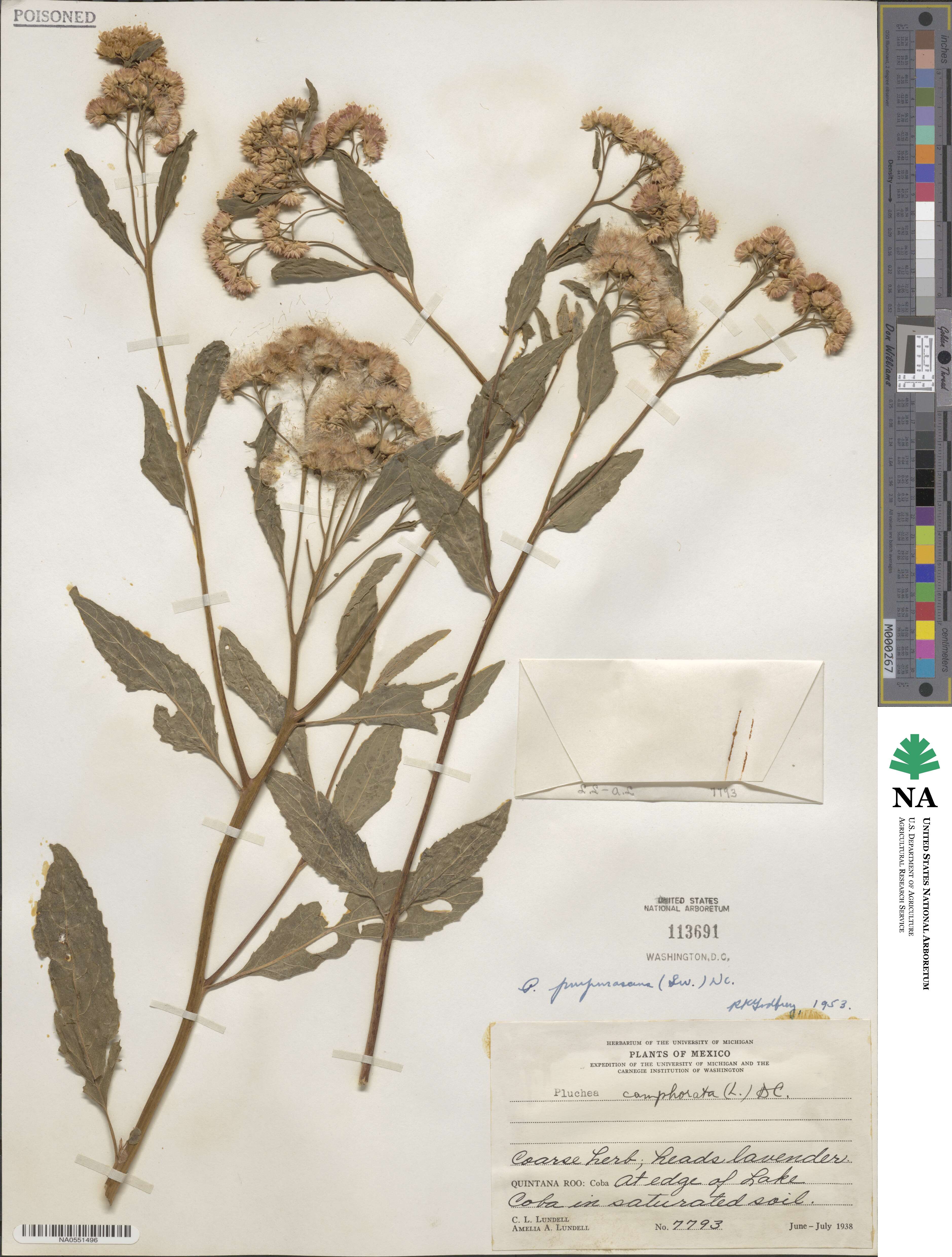Pluchea purpurascens image