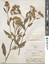 Pluchea purpurascens image