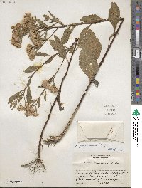 Pluchea purpurascens image