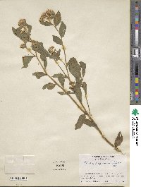 Pluchea purpurascens image