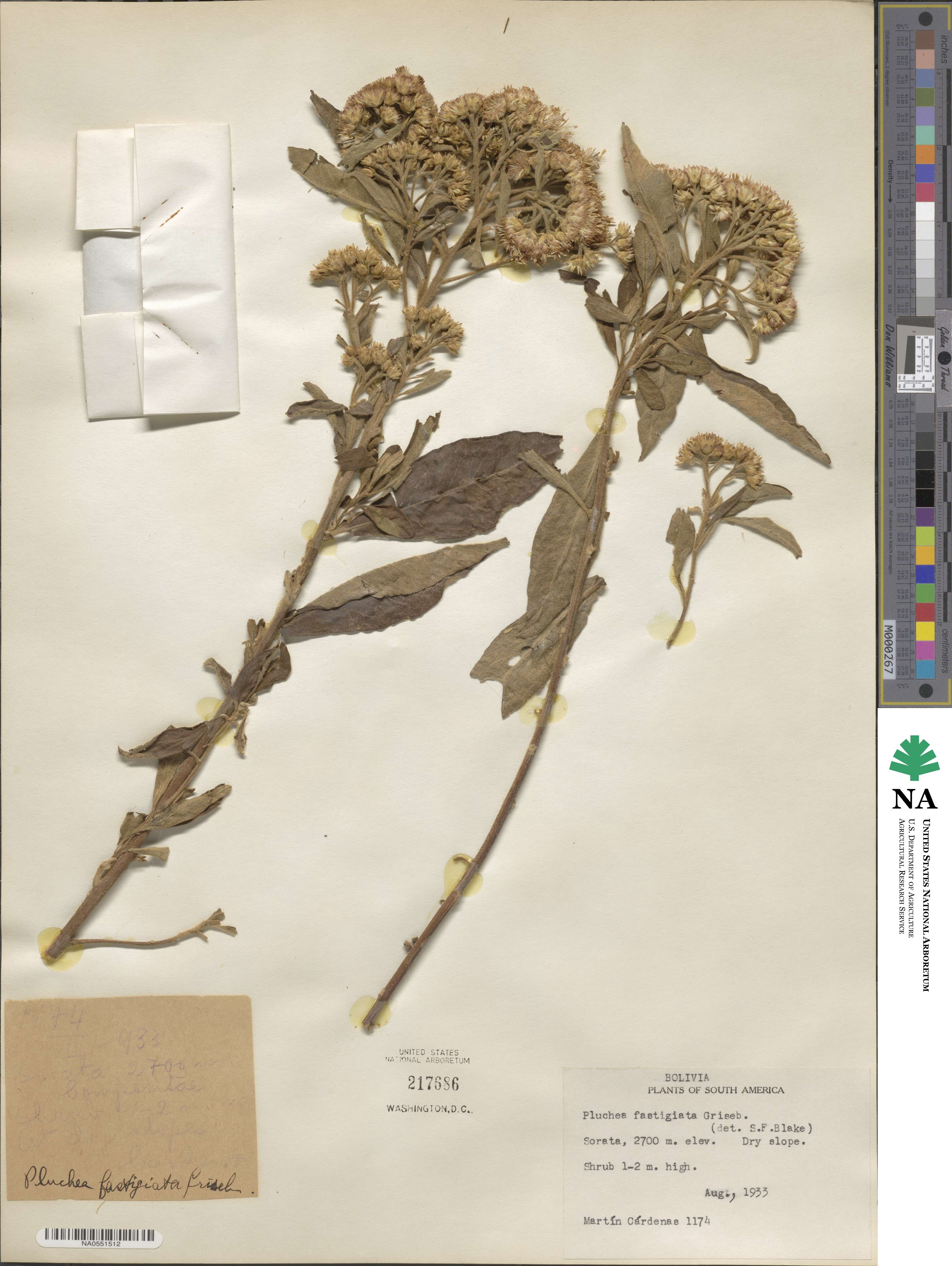 Tessaria fastigiata image