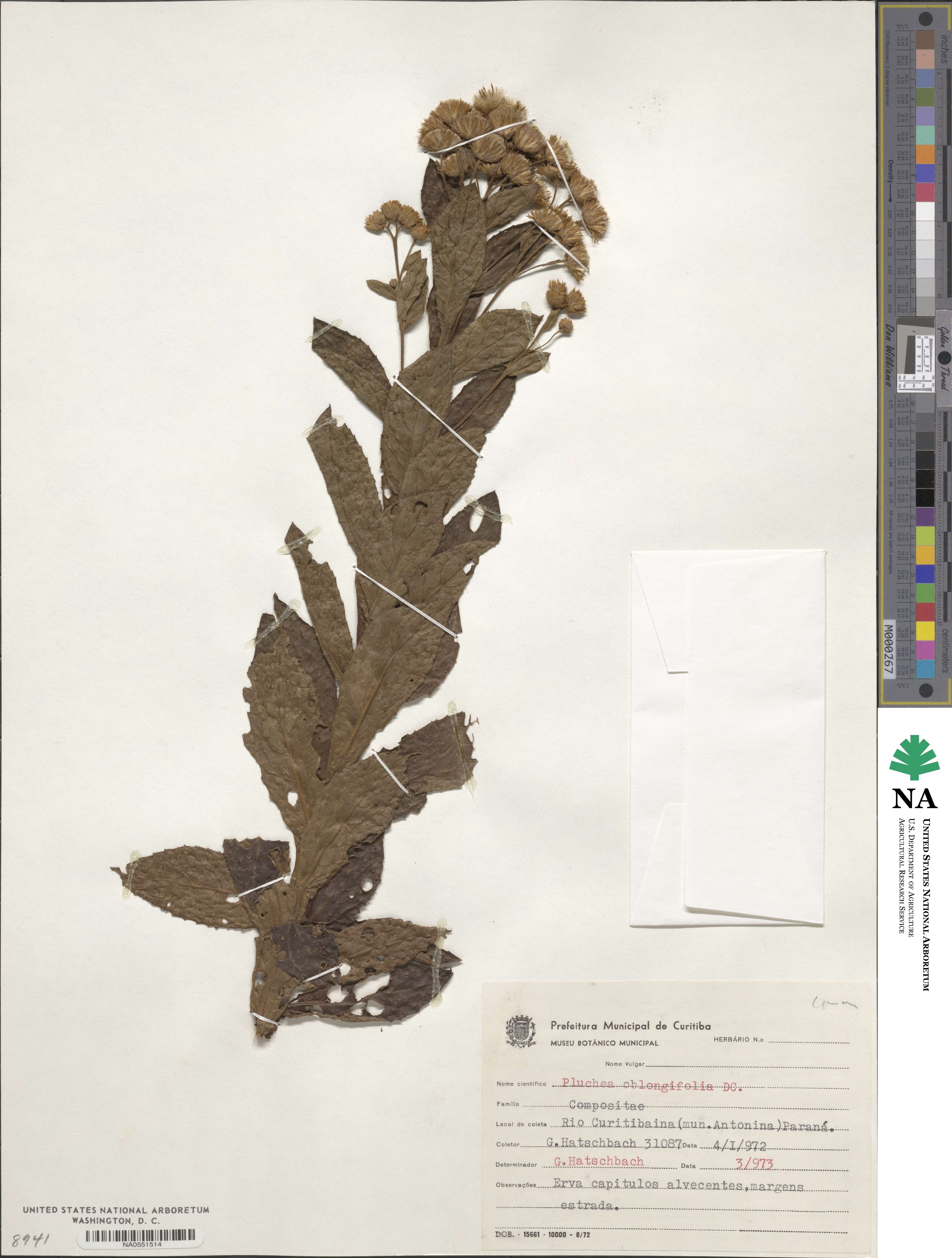 Pluchea oblongifolia image