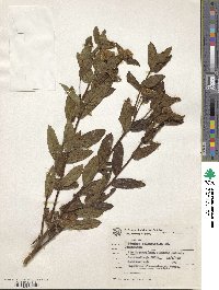 Pluchea oblongifolia image