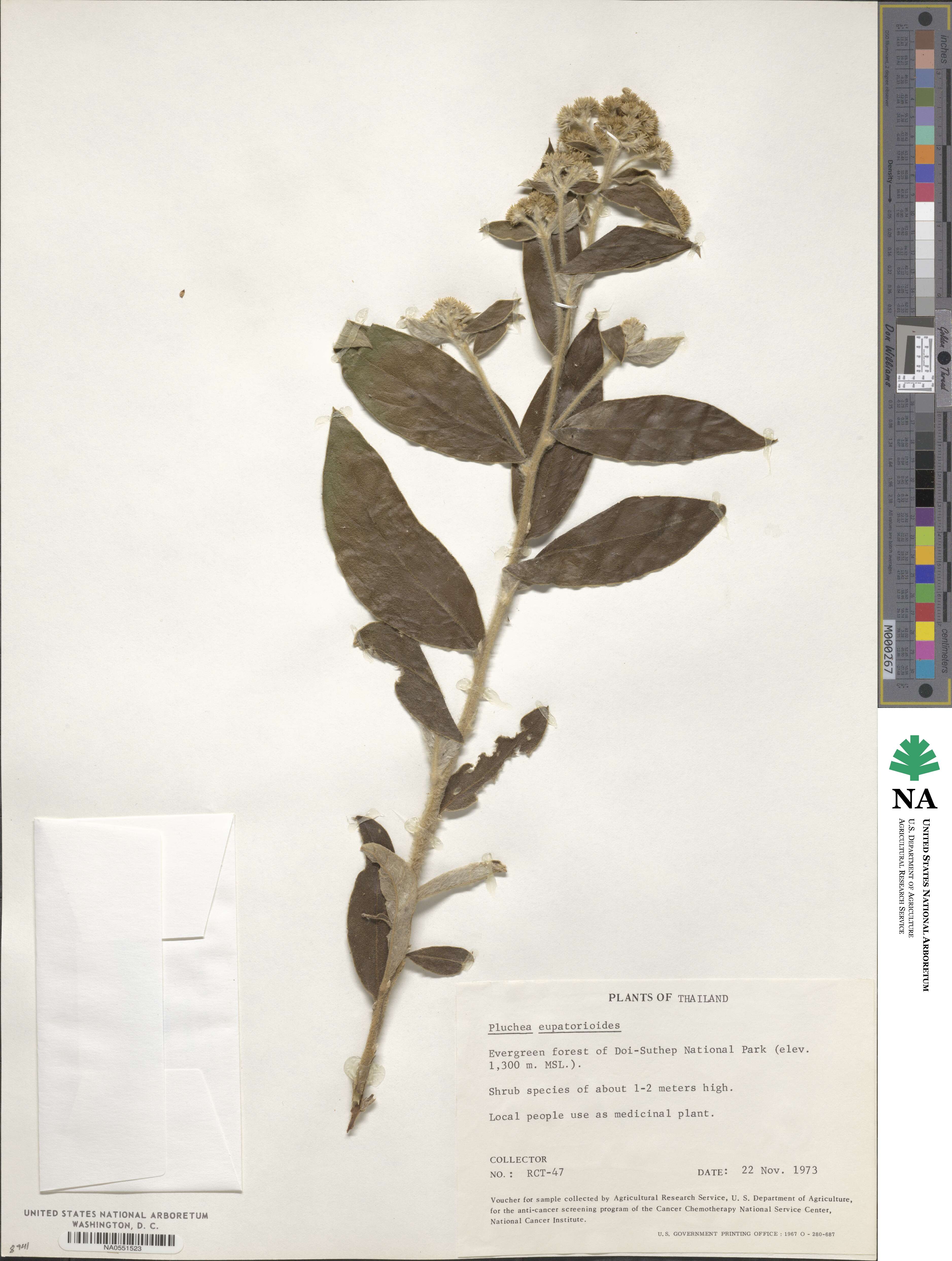 Pluchea eupatorioides image