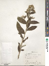 Image of Pluchea eupatorioides