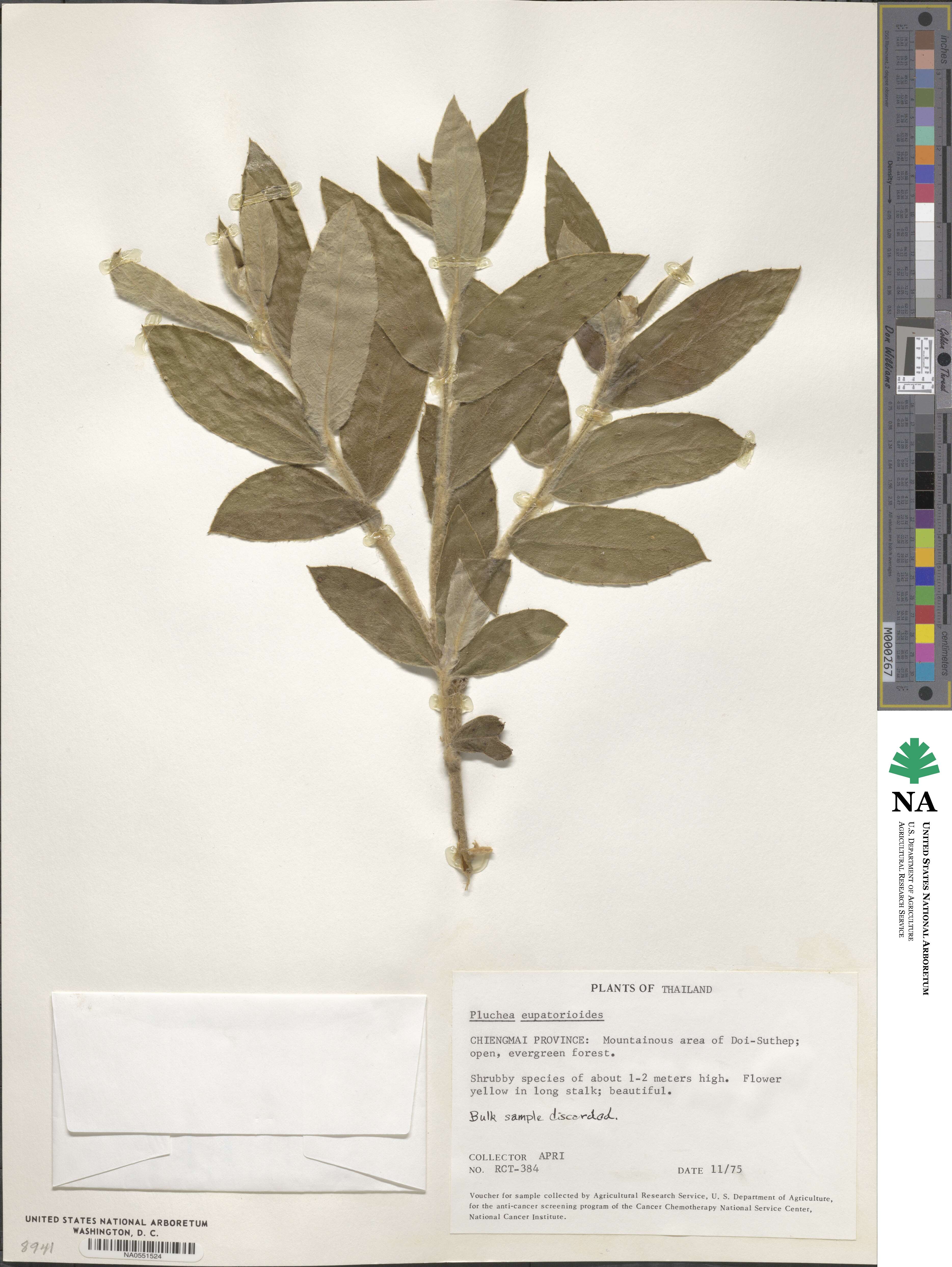 Pluchea eupatorioides image