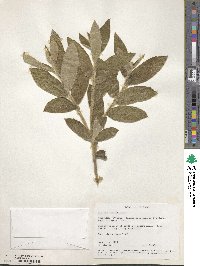 Pluchea eupatorioides image