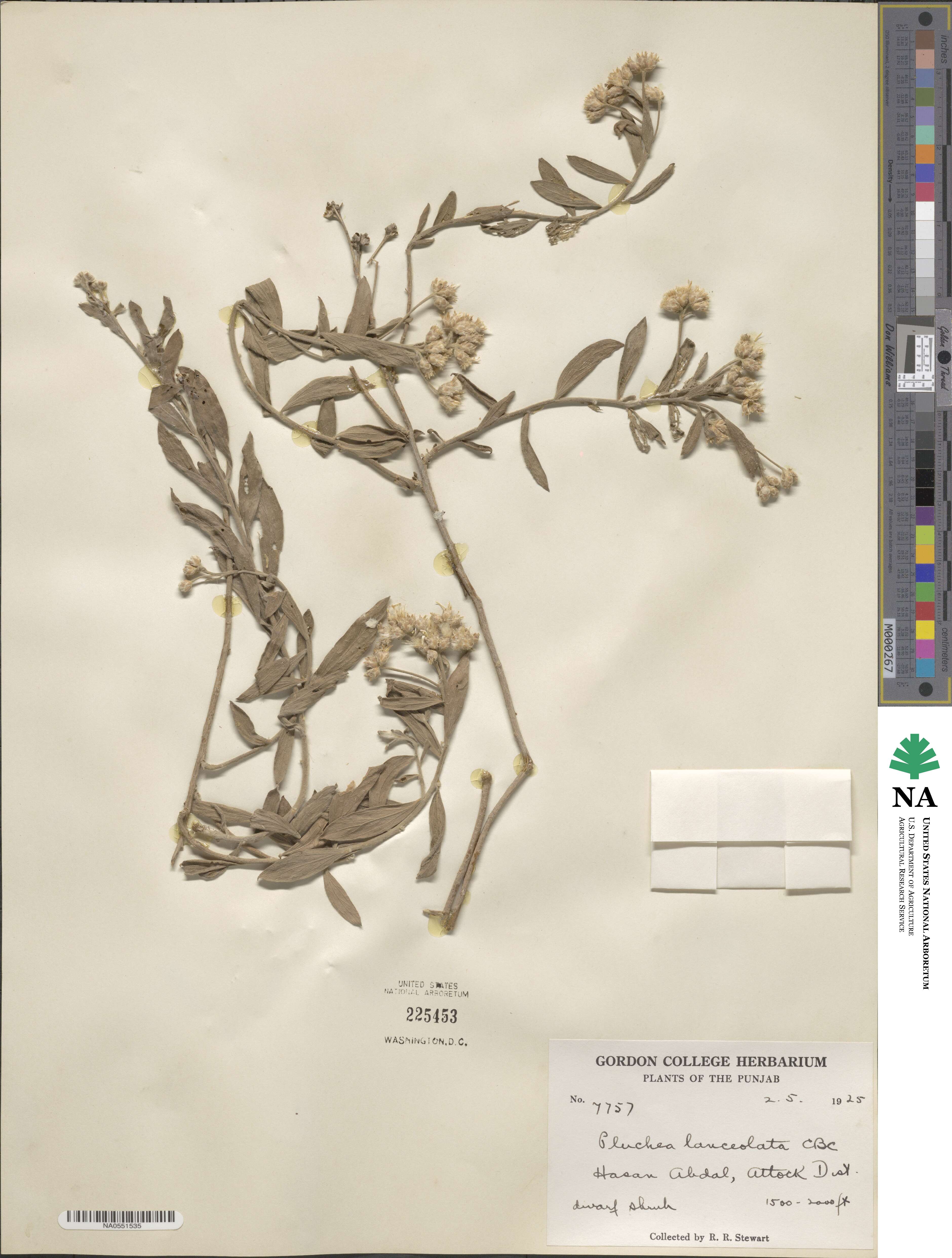Pluchea lanceolata image