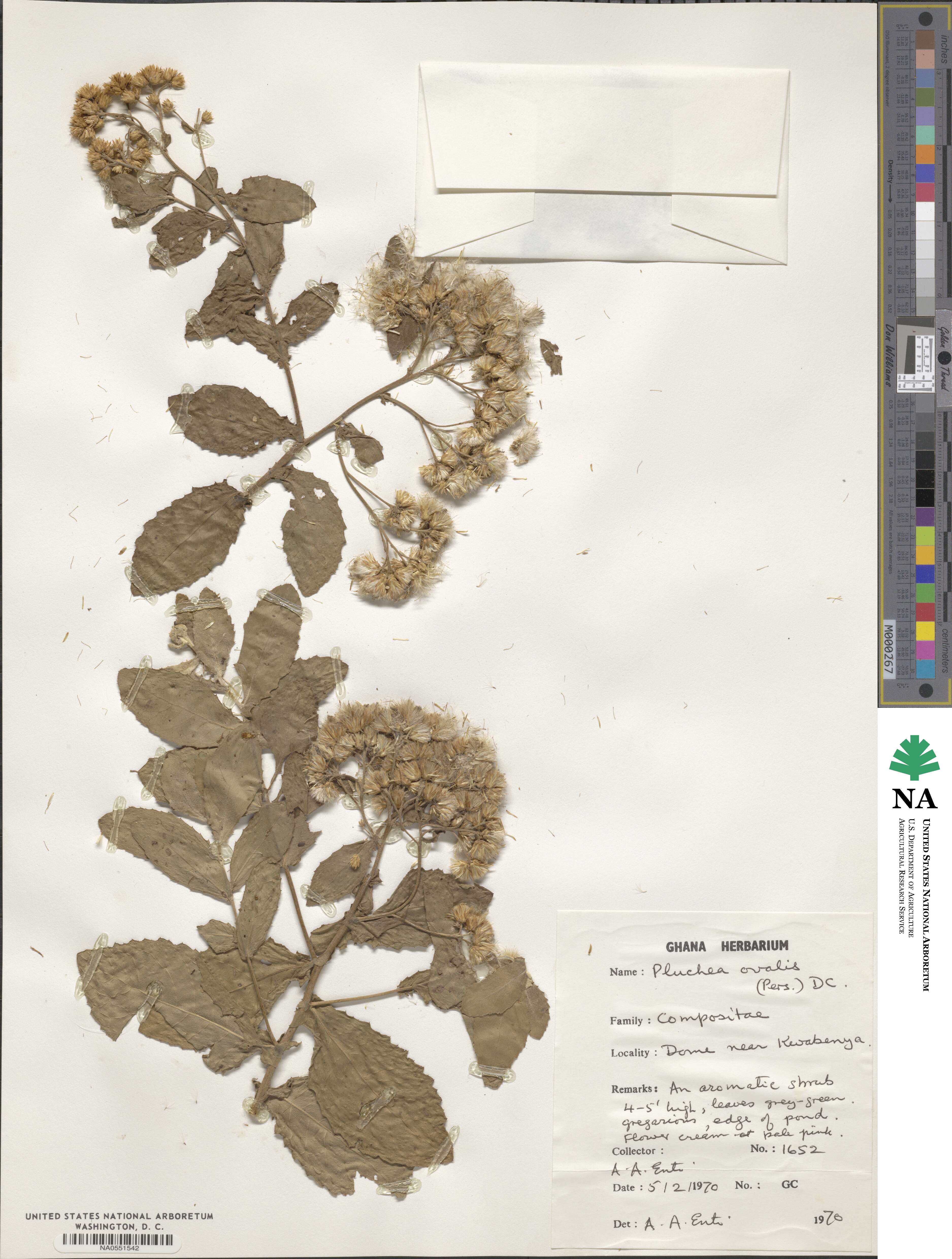 Pluchea ovalis image