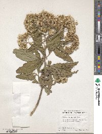 Pluchea odorata image