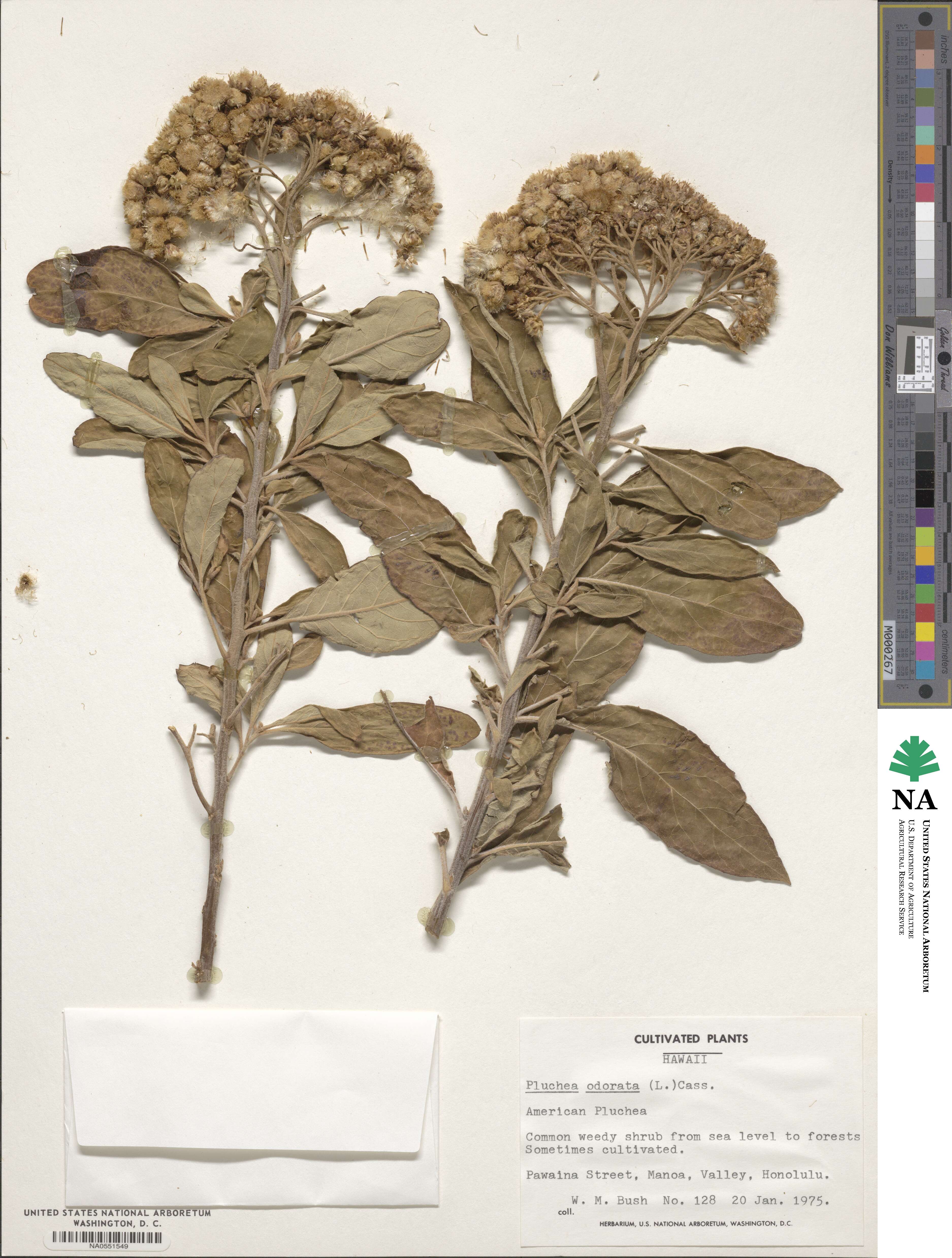 Pluchea odorata image