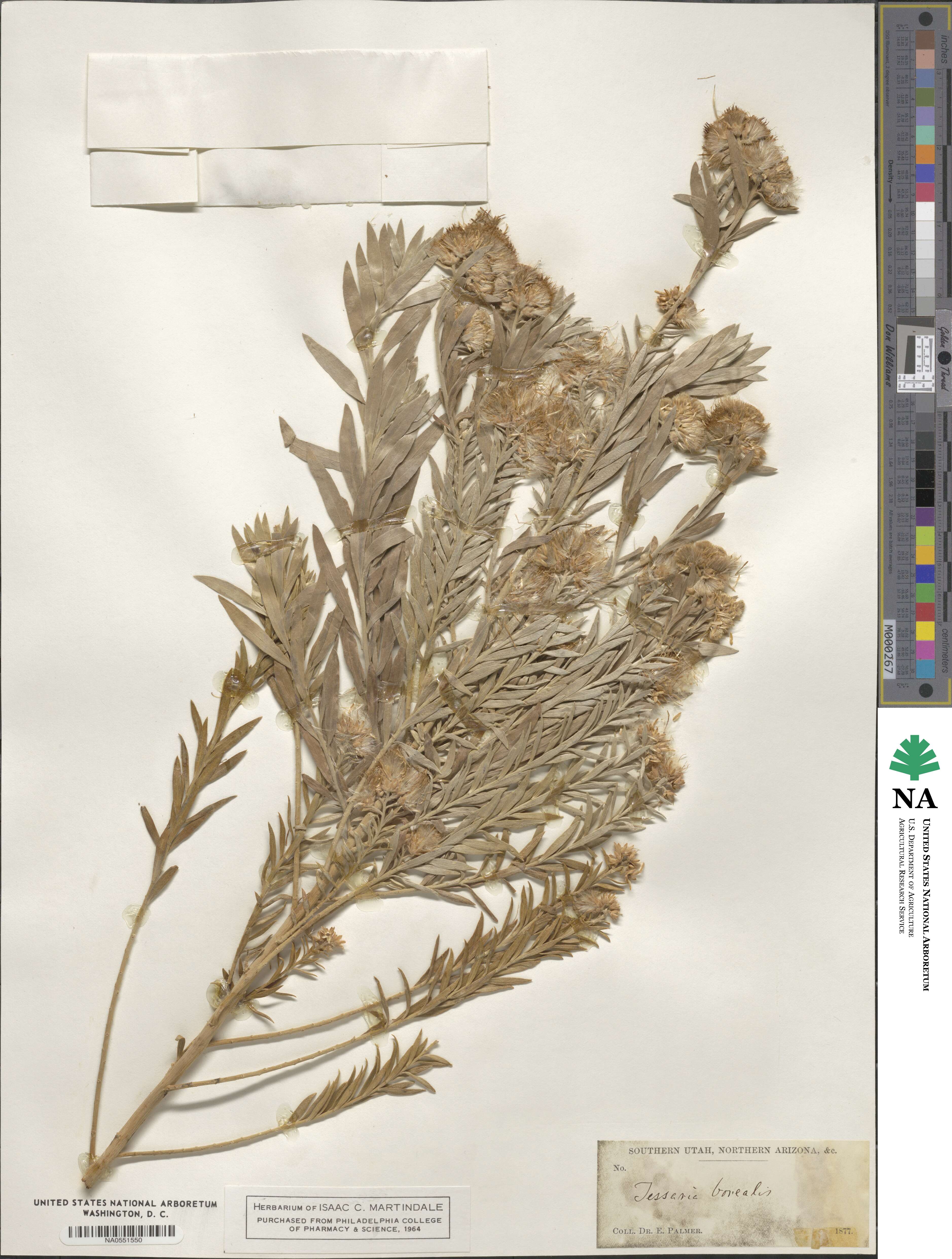 Pluchea sericea image