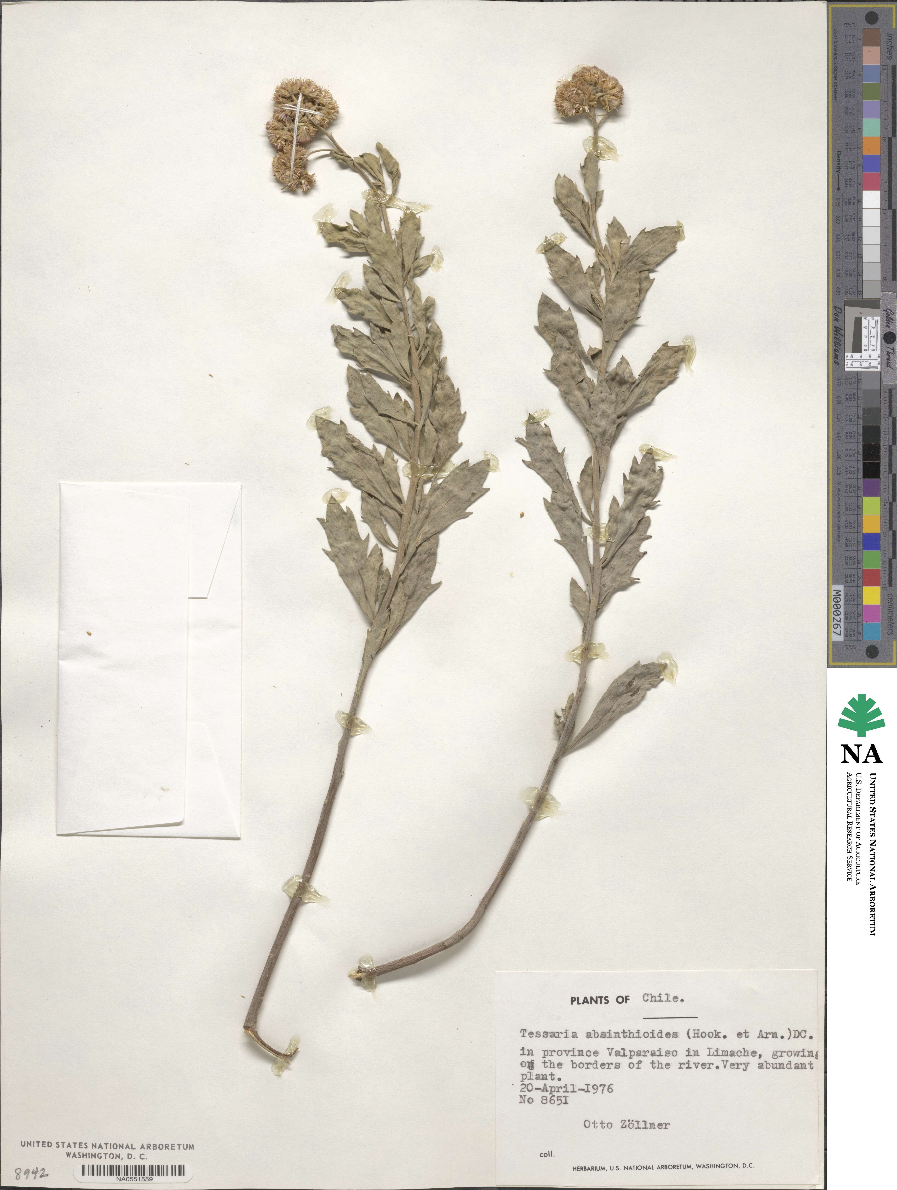 Tessaria integrifolia image