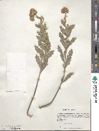 Tessaria integrifolia image