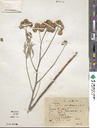 Tessaria integrifolia image