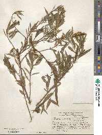 Image of Tessaria dodoneifolia