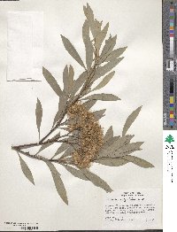 Tessaria integrifolia image