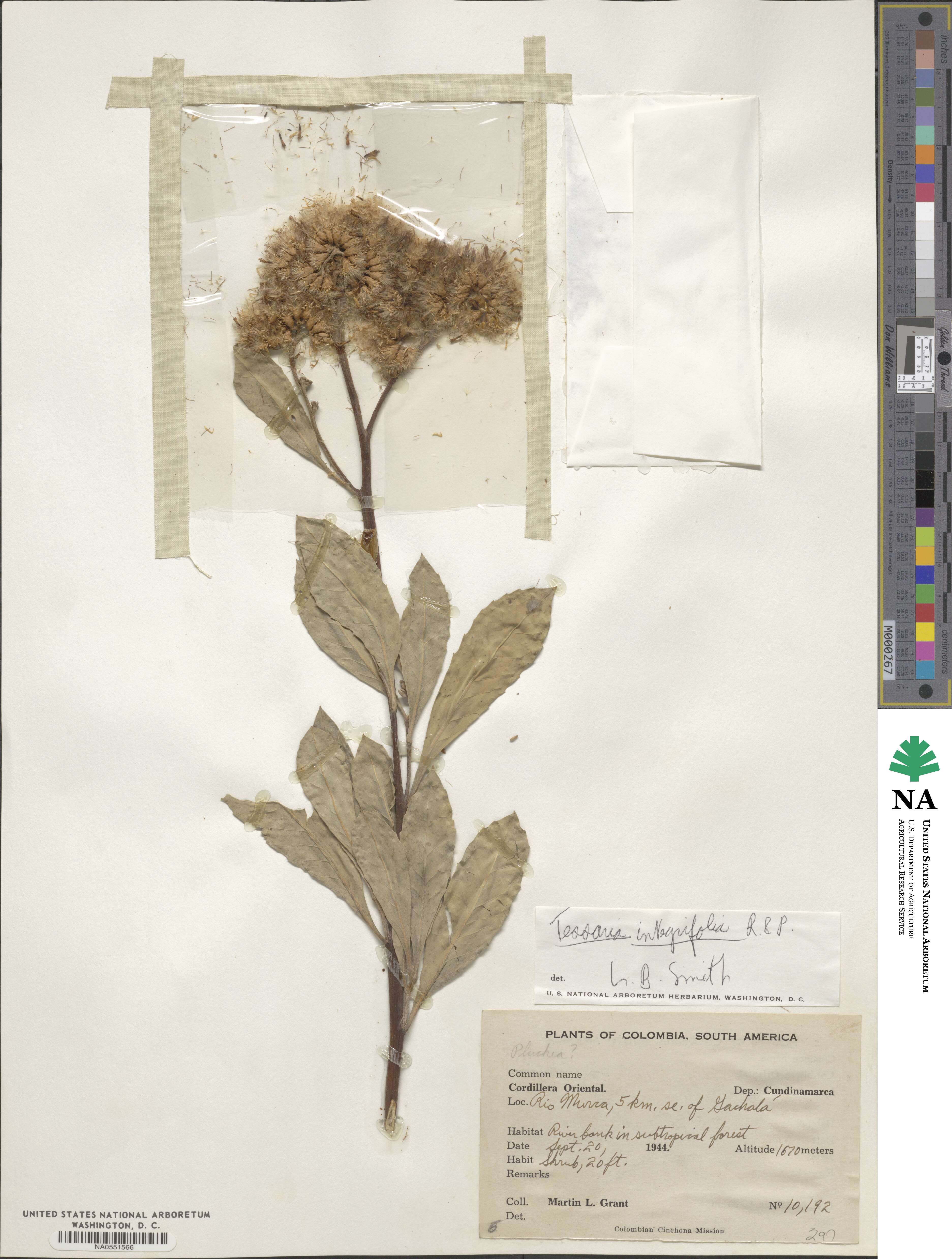 Tessaria integrifolia image
