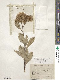 Tessaria integrifolia image