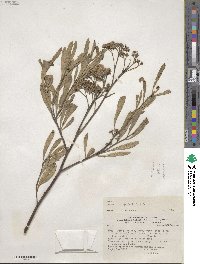 Tessaria integrifolia image