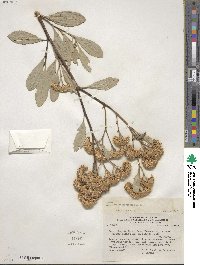 Tessaria integrifolia image