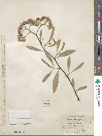 Tessaria integrifolia image