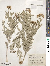 Tessaria integrifolia image