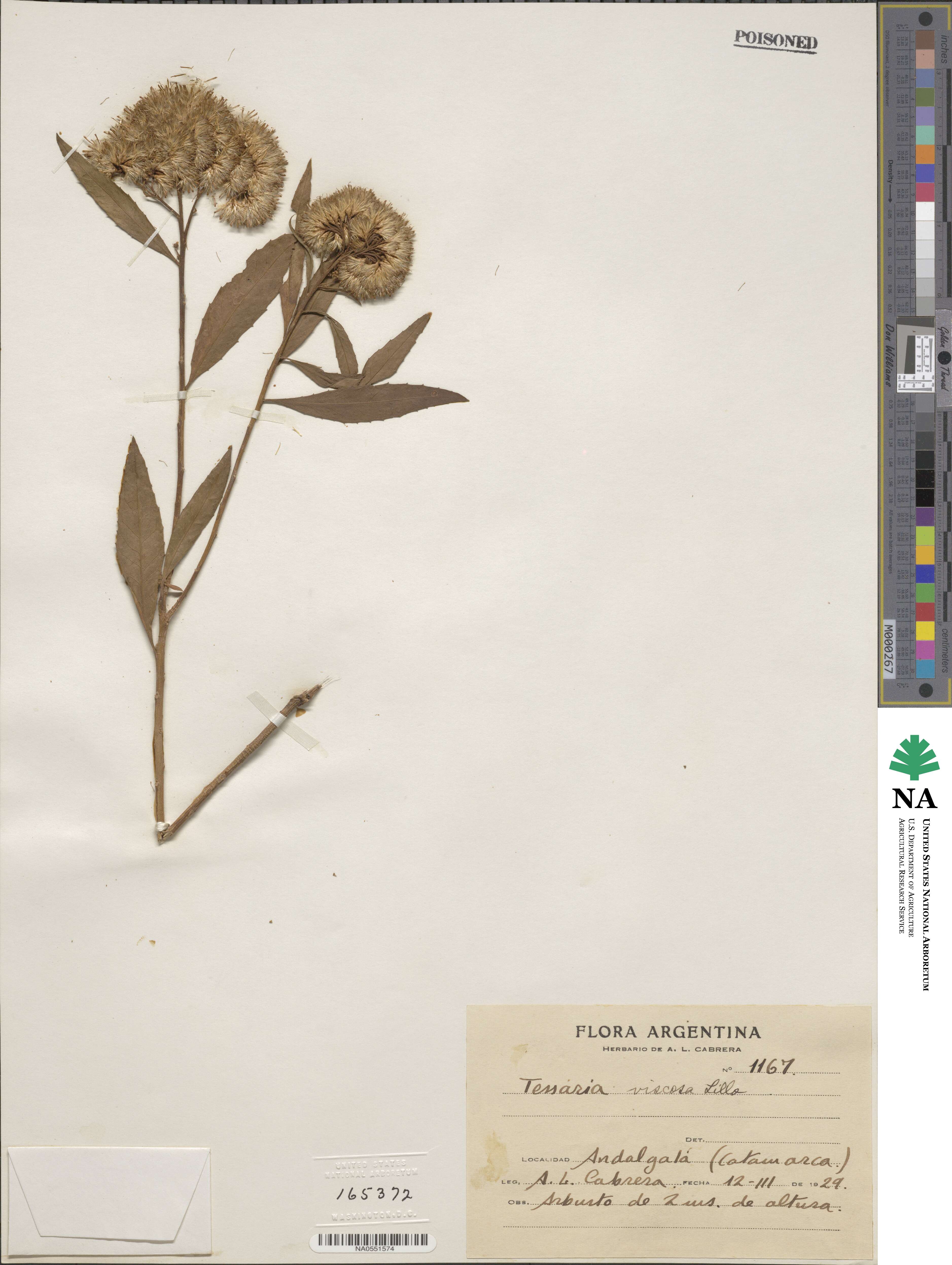 Tessaria dodoneifolia subsp. dodoneifolia image