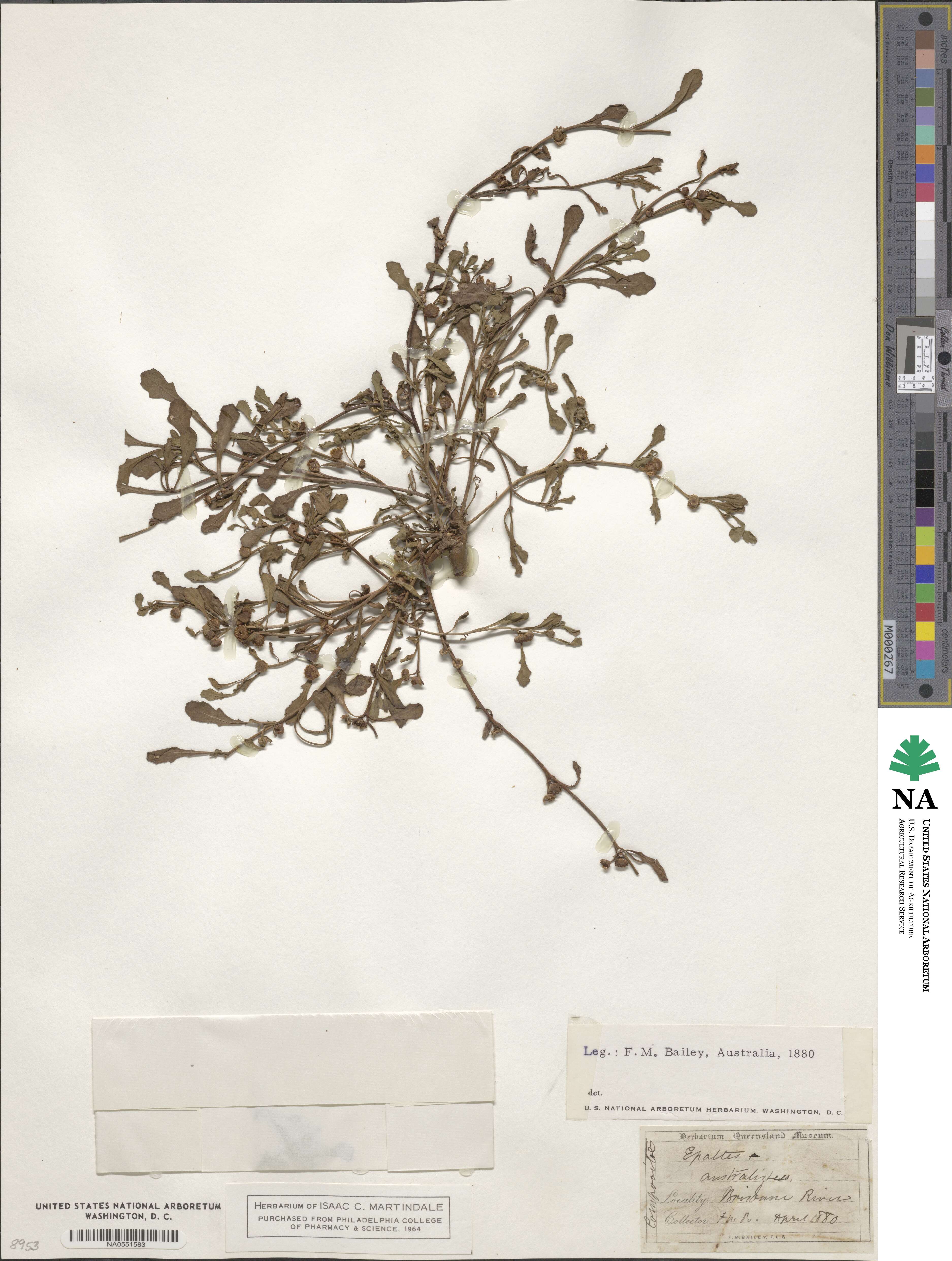 Sphaeromorphaea australis image