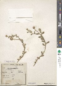 Sphaeranthus indicus image