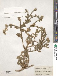 Sphaeranthus indicus image