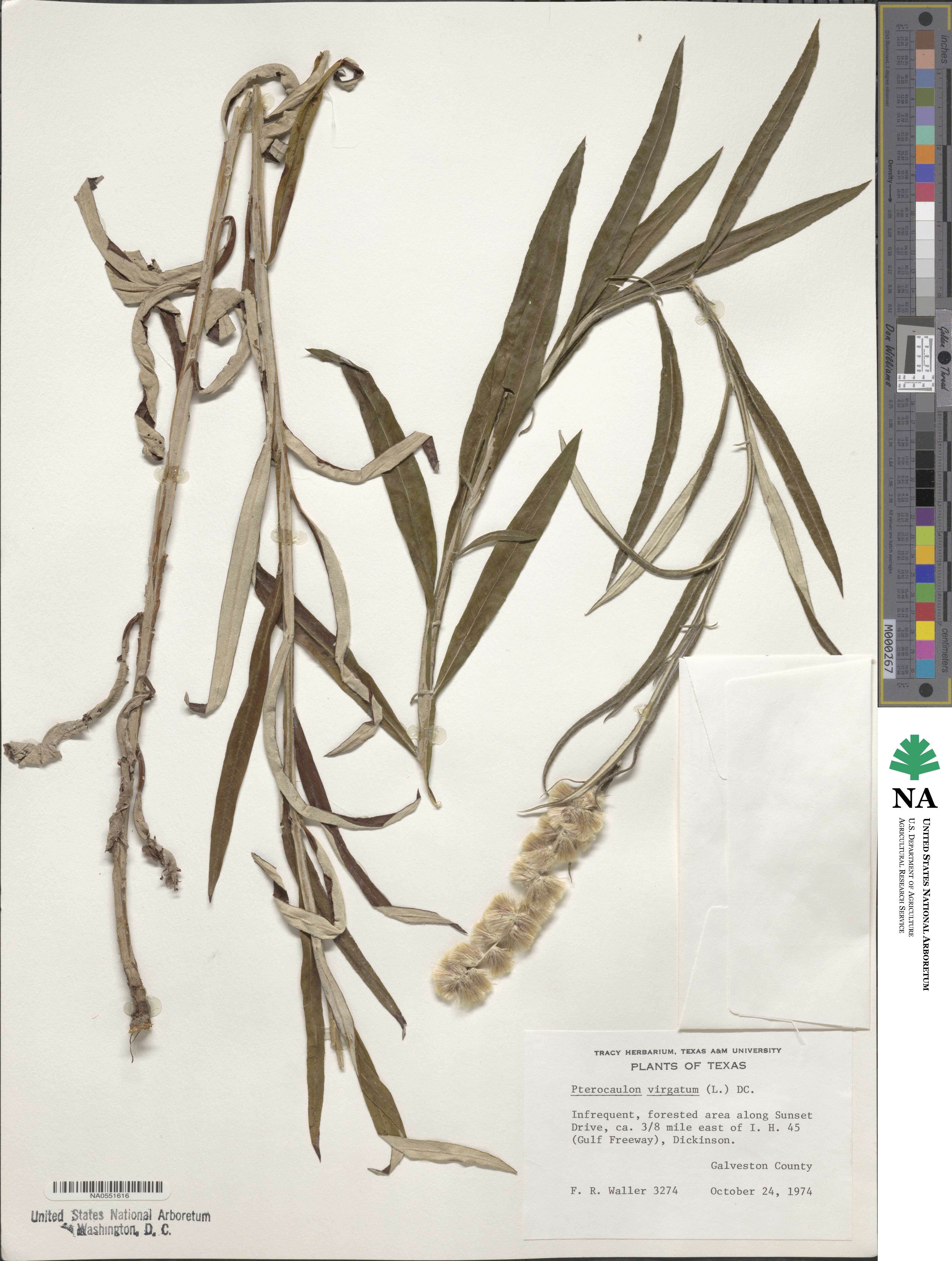 Pterocaulon virgatum image
