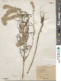 Pterocaulon virgatum image