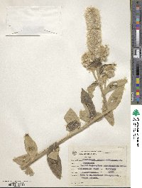 Pterocaulon alopecuroides image