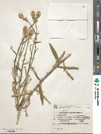 Pterocaulon angustifolium image