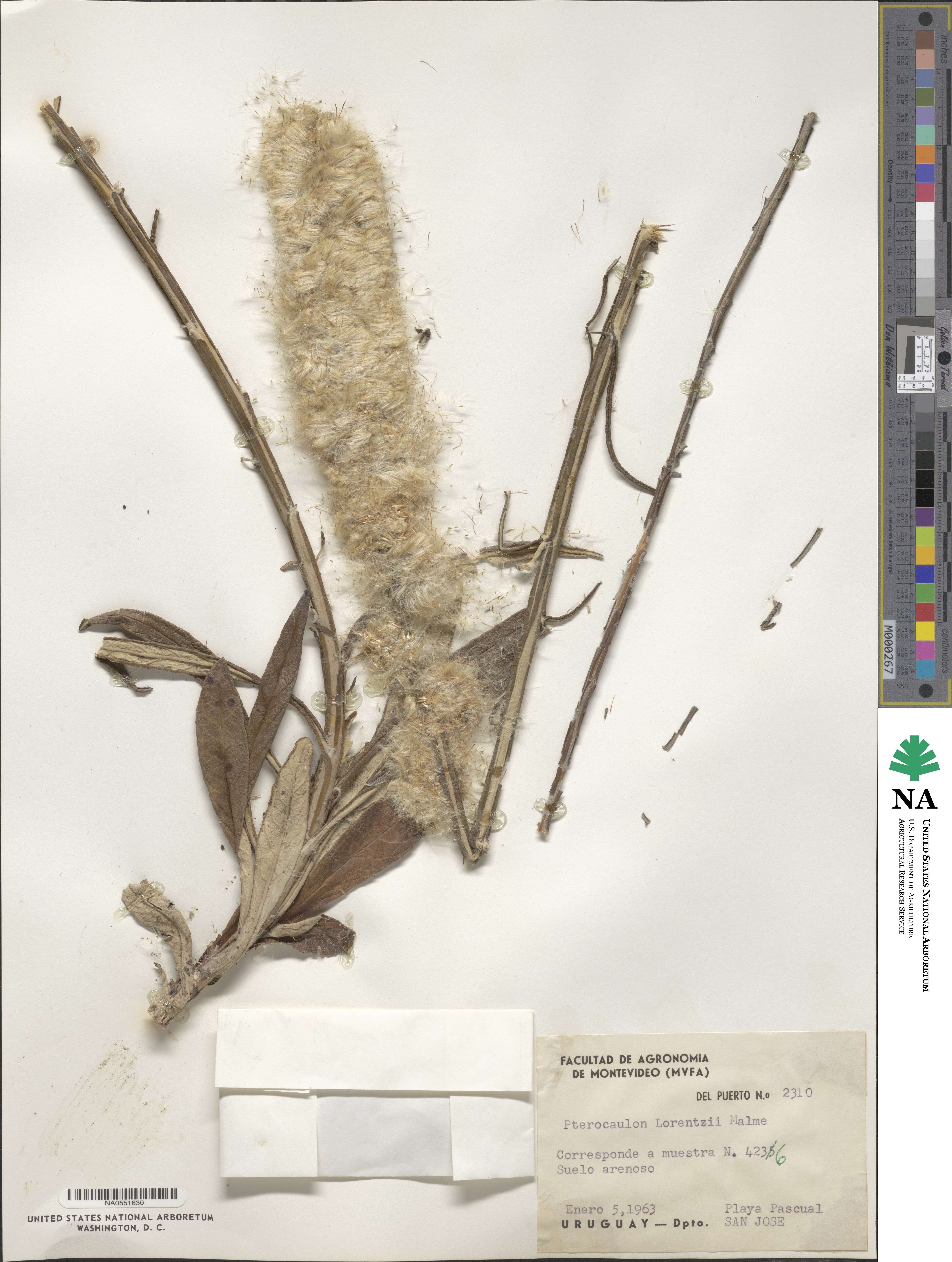 Pterocaulon lorentzii image
