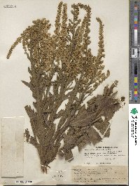 Image of Pterocaulon polystachyum