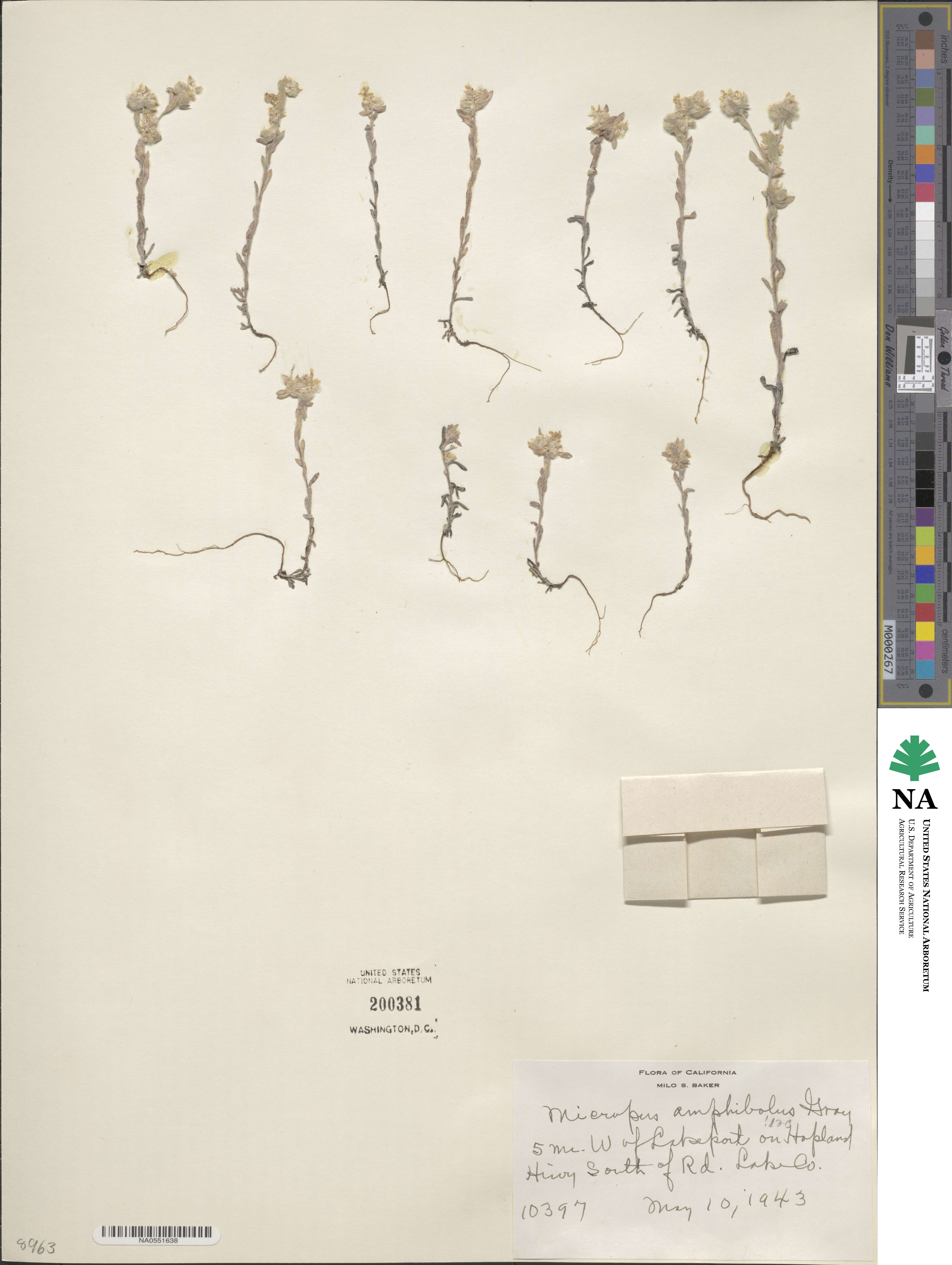 Stylocline amphibola image