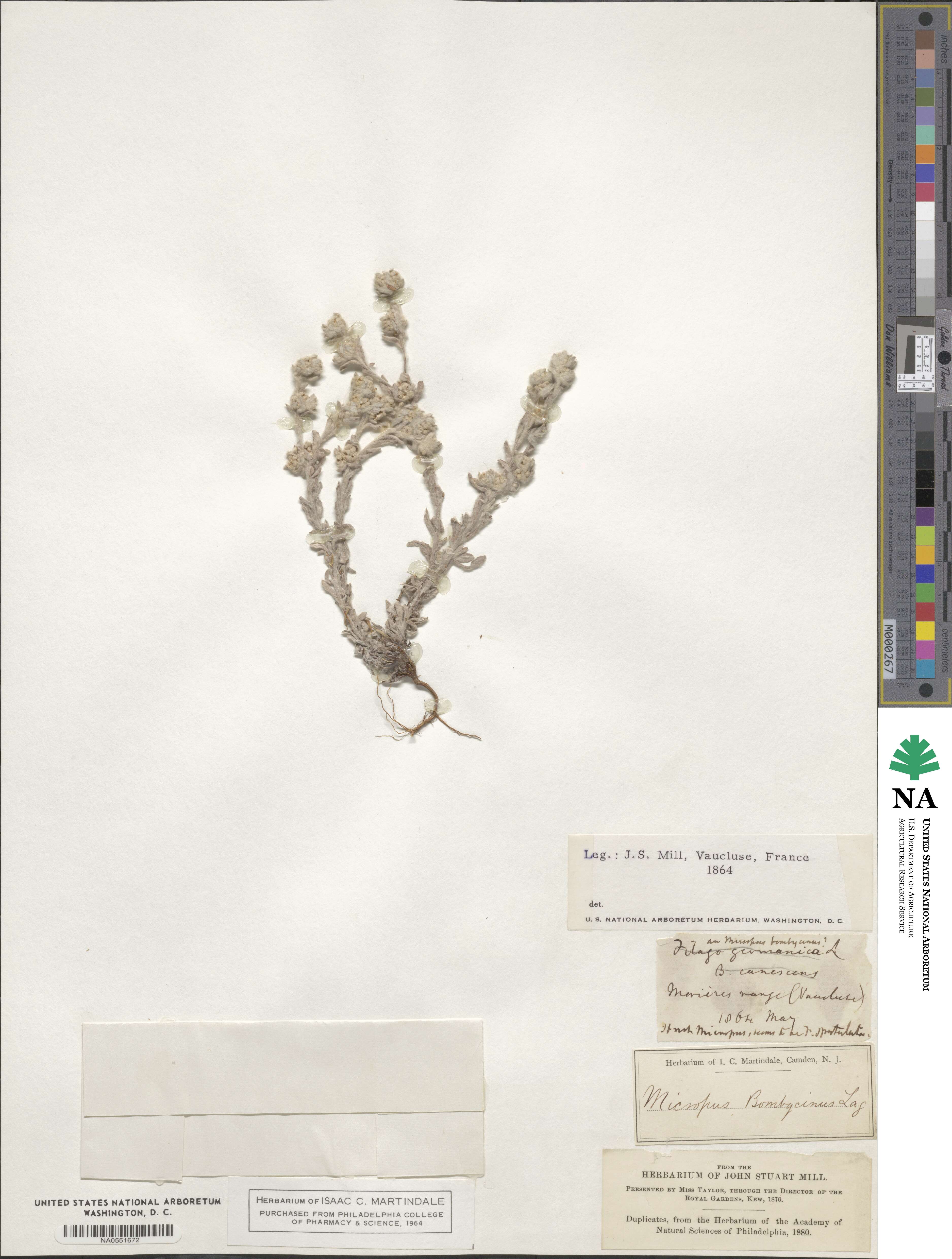 Micropus erectus image