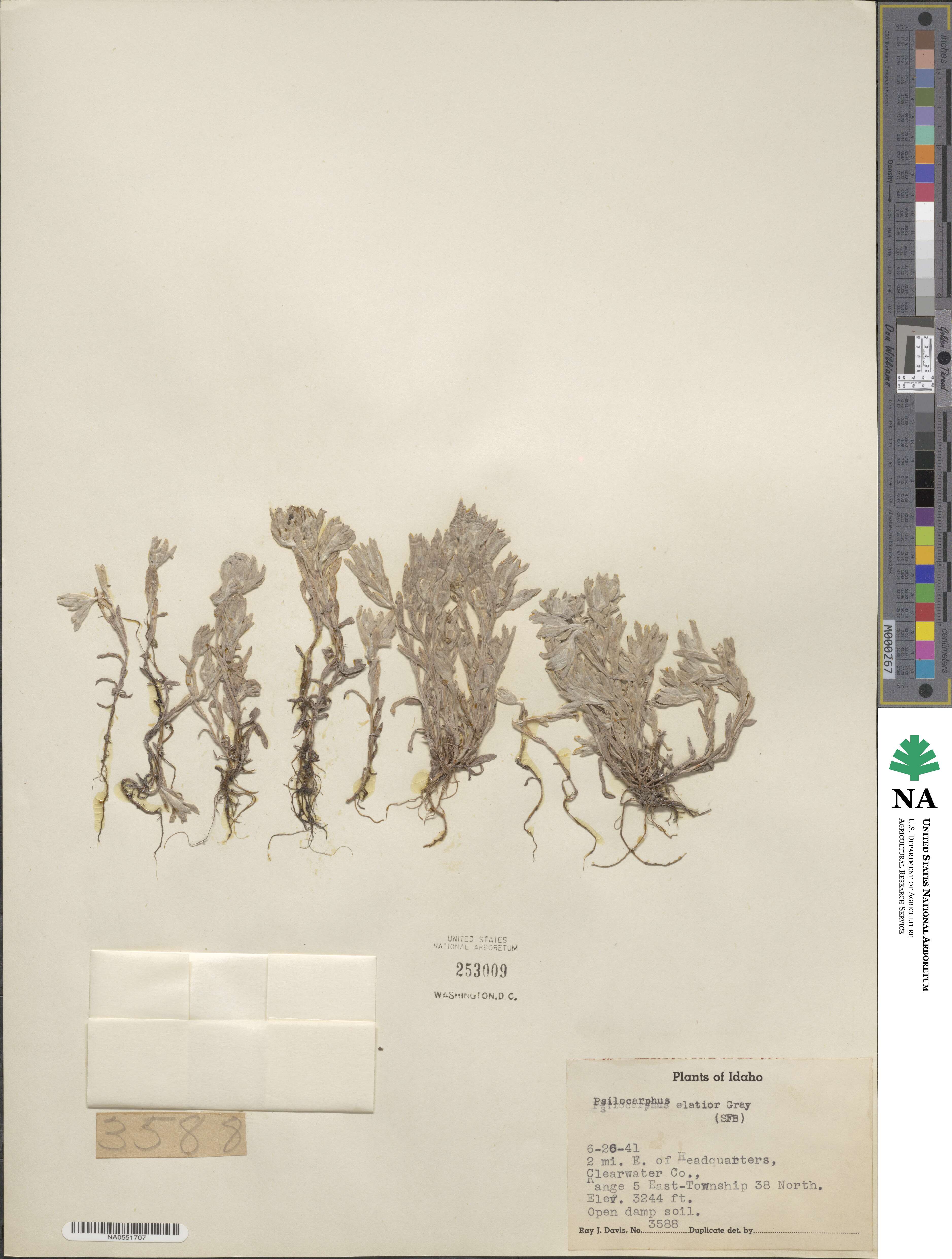Psilocarphus elatior image