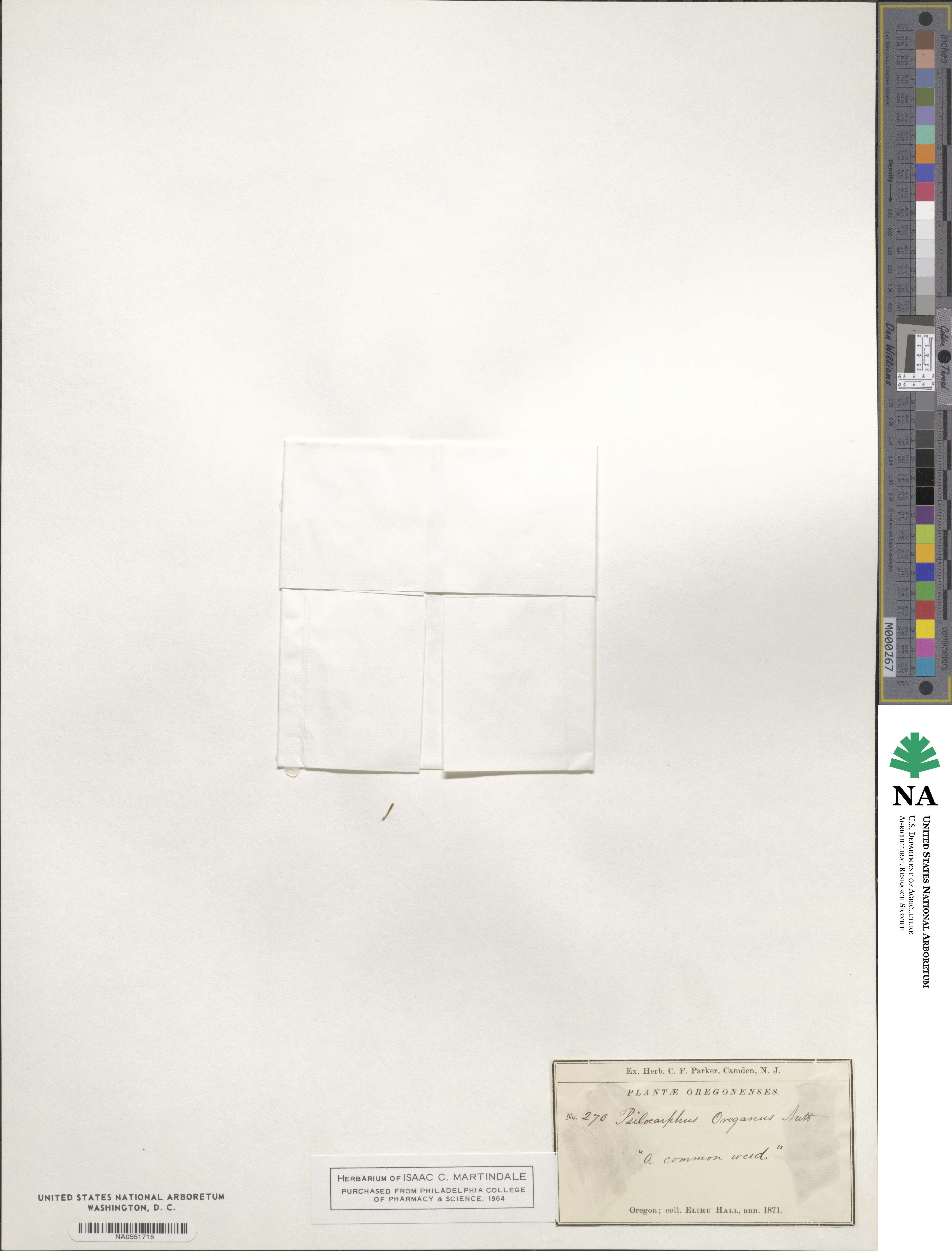 Psilocarphus image
