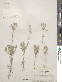 Hesperevax caulescens image