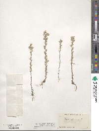 Logfia californica image