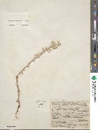 Logfia californica image