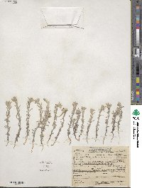 Logfia californica image