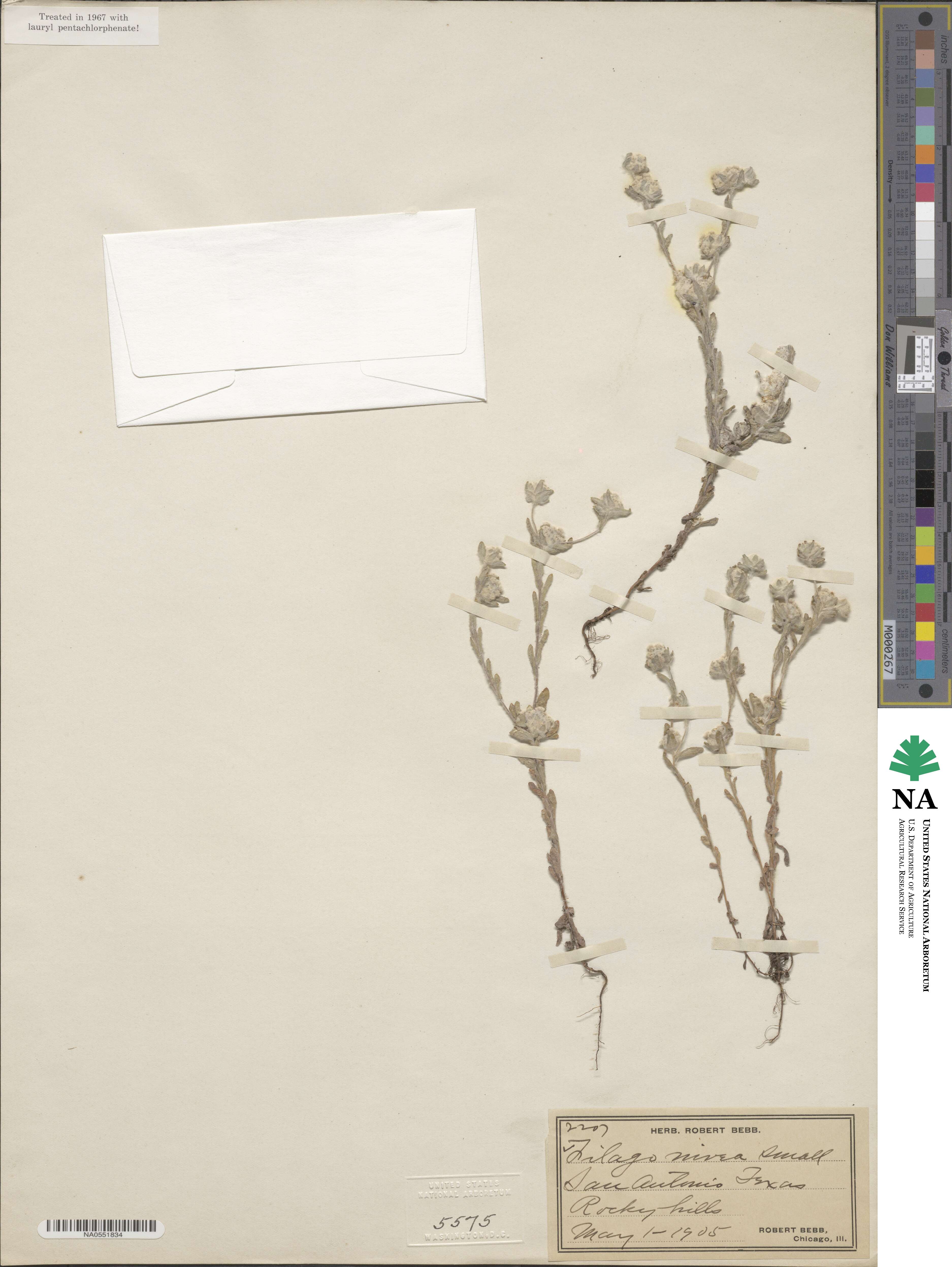 Diaperia verna image