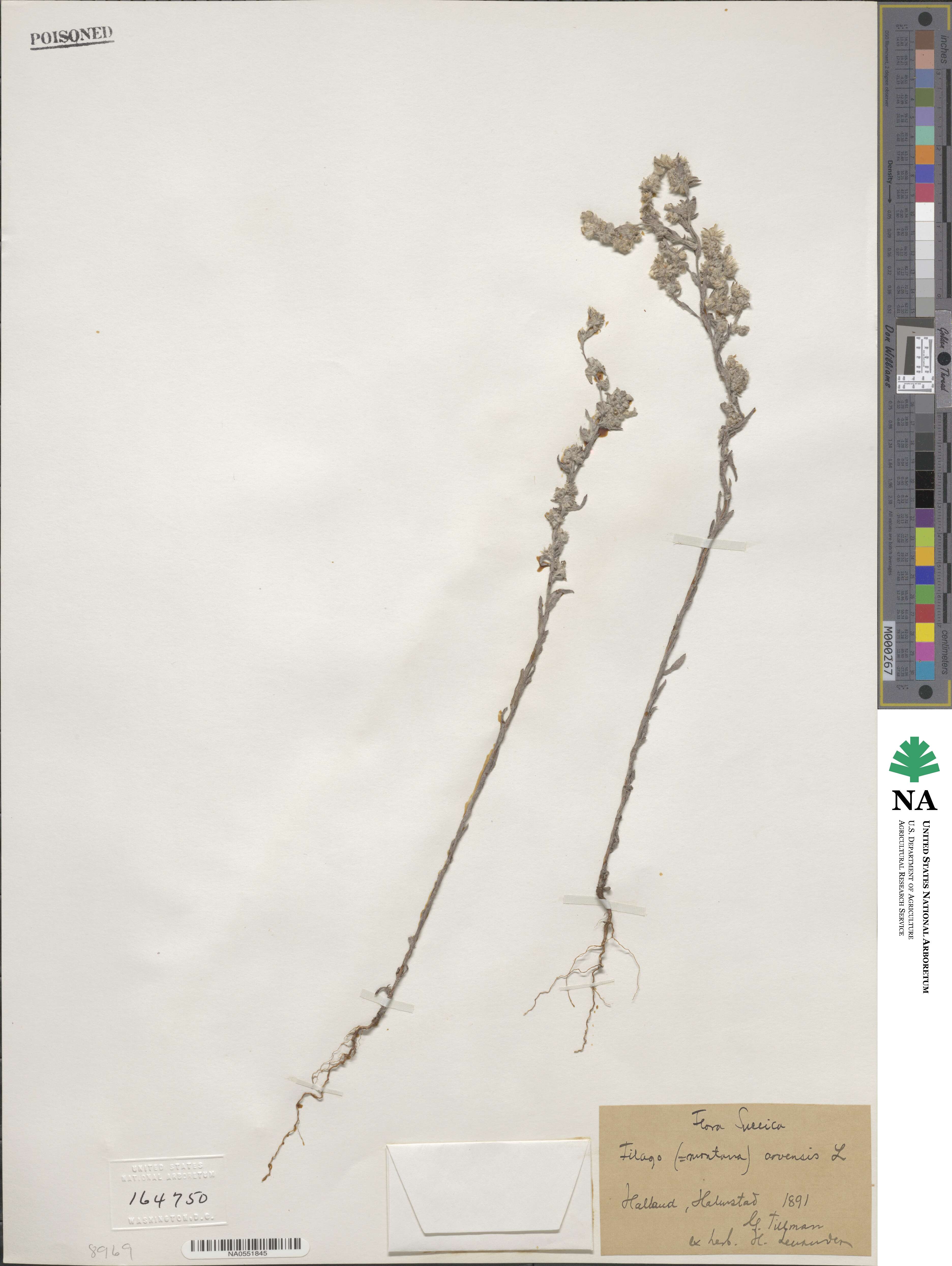 Filago arvensis image