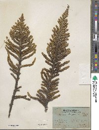 Andicolea thuyoides image