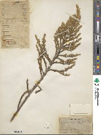 Andicolea thuyoides image